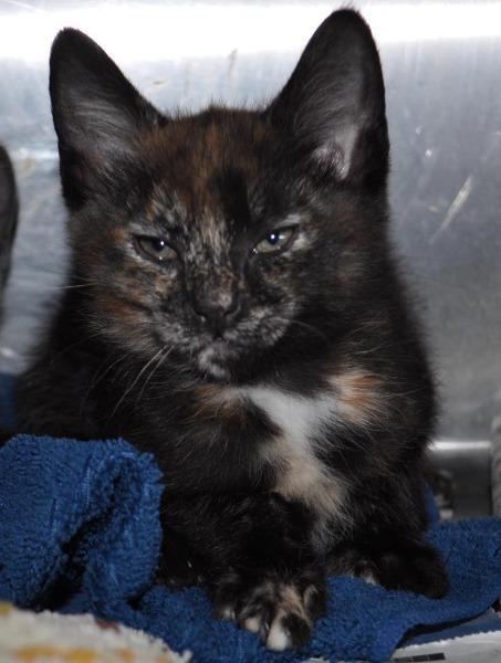 Enlarge Mia (Meagan), a Adoptable mixed breed in Madison, AL image 2/3