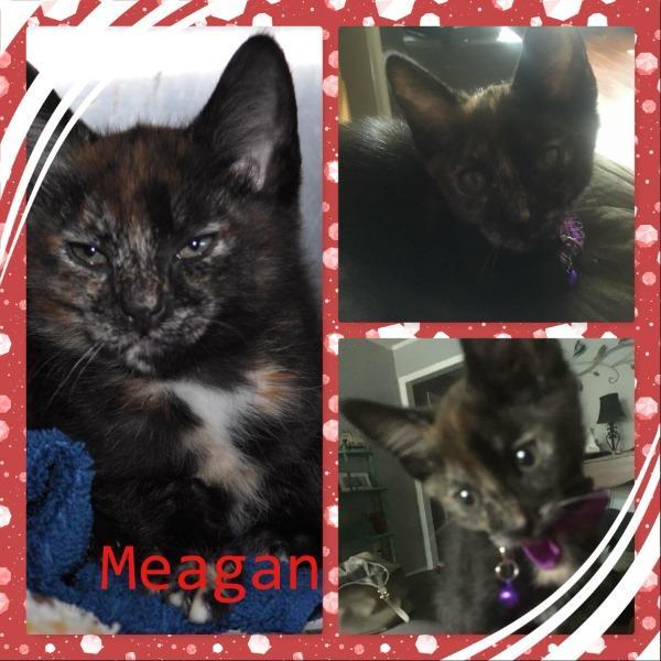 Enlarge Mia (Meagan), a Adoptable mixed breed in Madison, AL image 3/3