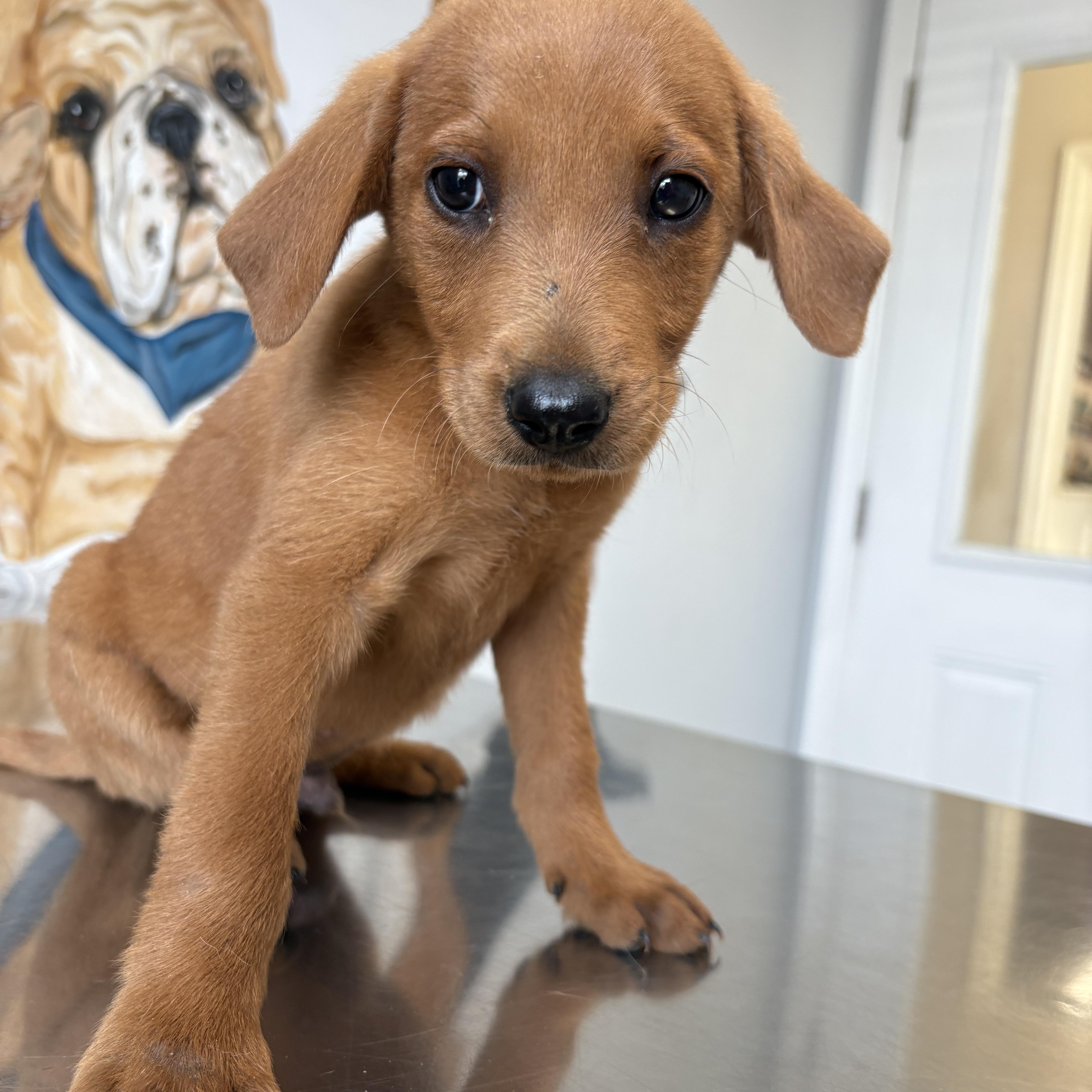 Teddy photo 2