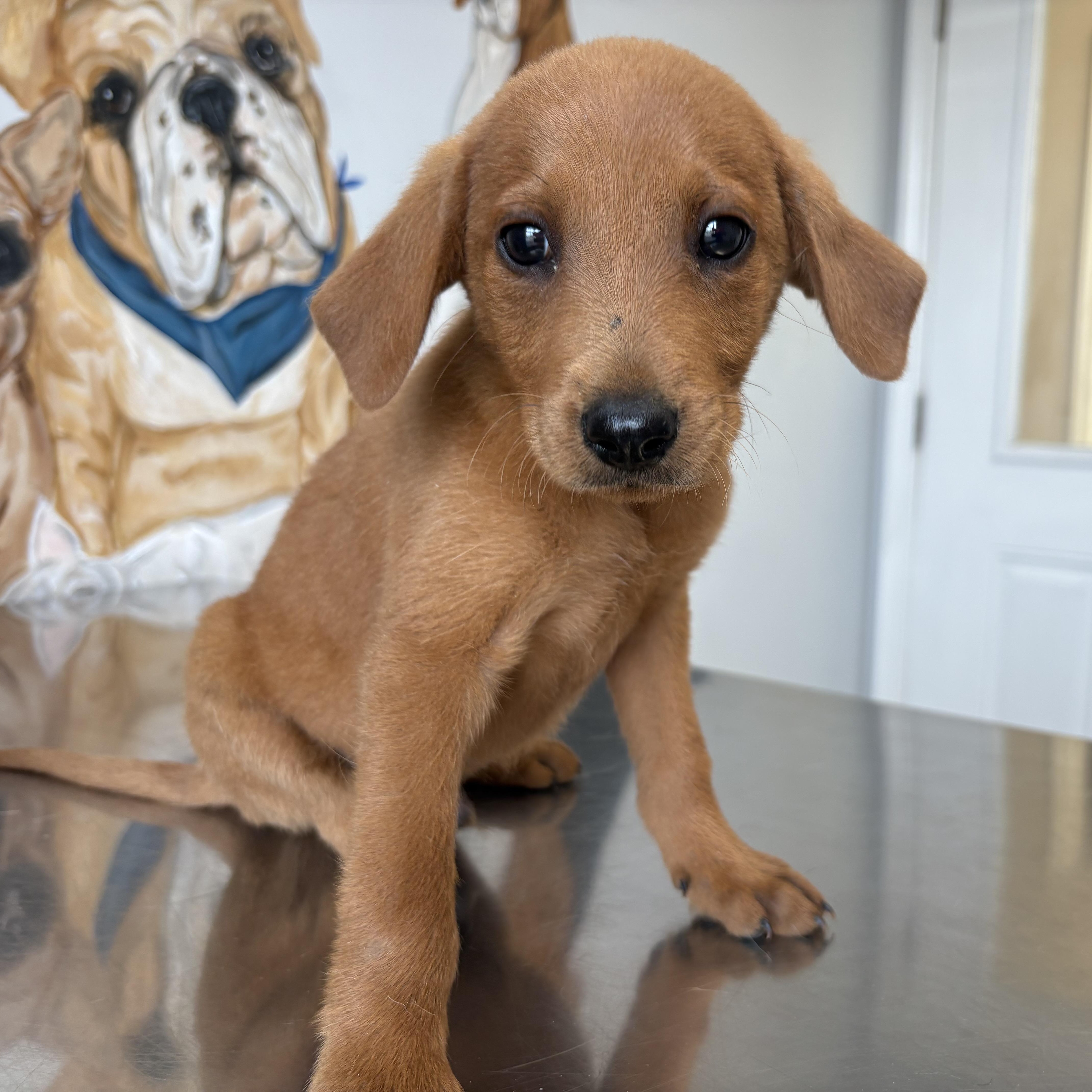 Teddy photo 1