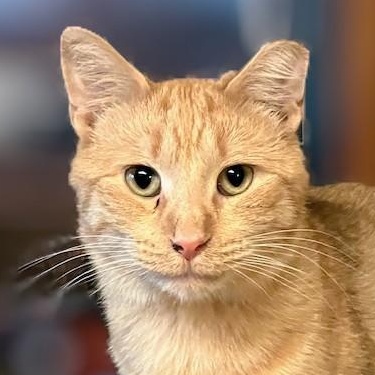 Mandarin, a Adoptable Domestic Short Hair in Plymouth, MN image 1/3