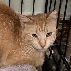 Mandarin, a Adoptable Domestic Short Hair in Plymouth, MN image 2/3