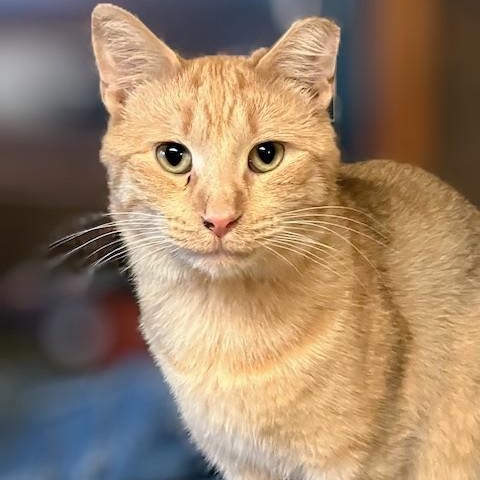 Mandarin, a Adoptable Domestic Short Hair in Plymouth, MN image 3/3