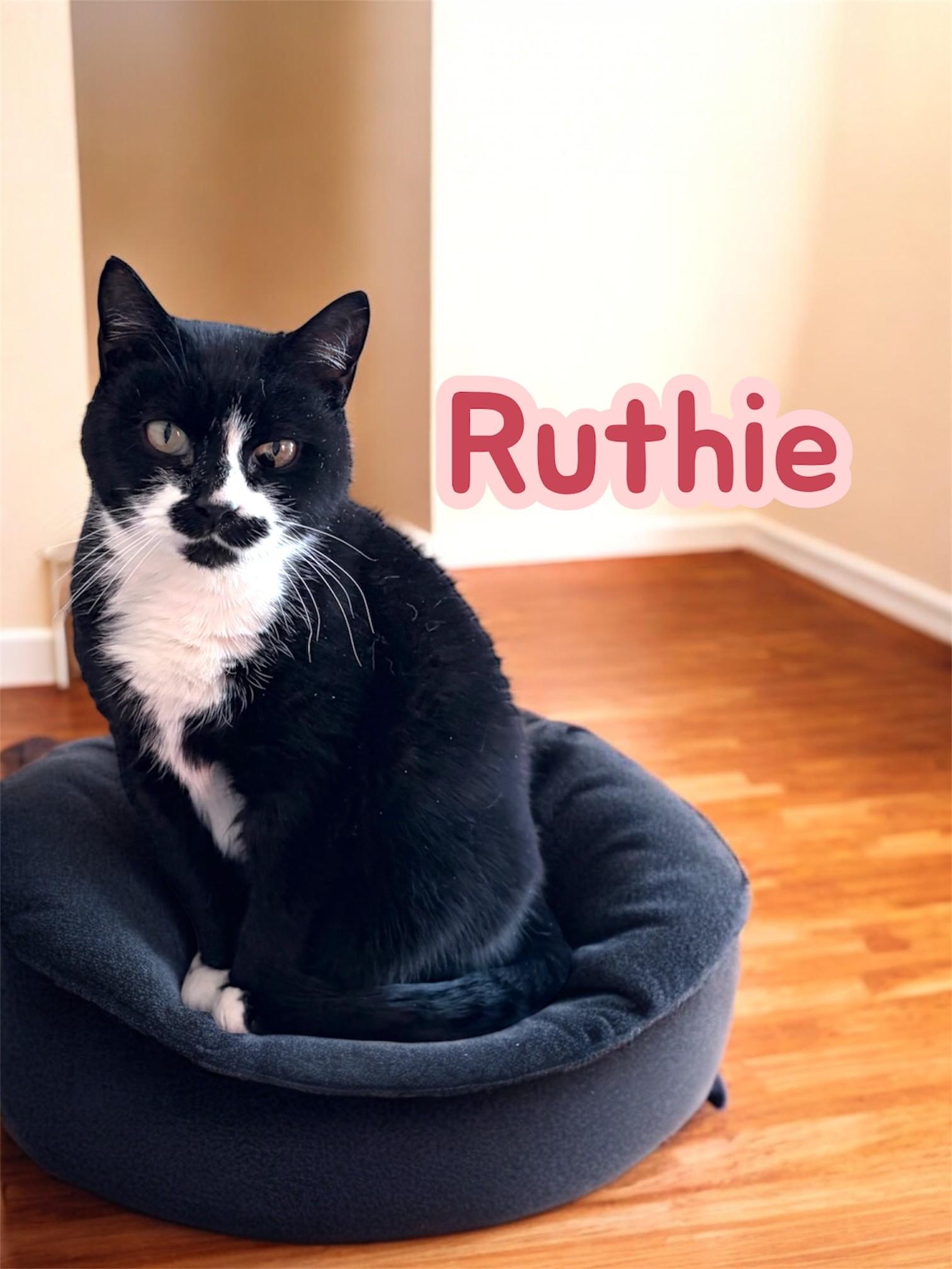 Ruthie, ADOPTABLE, Adult Female Domestic Short Hair.