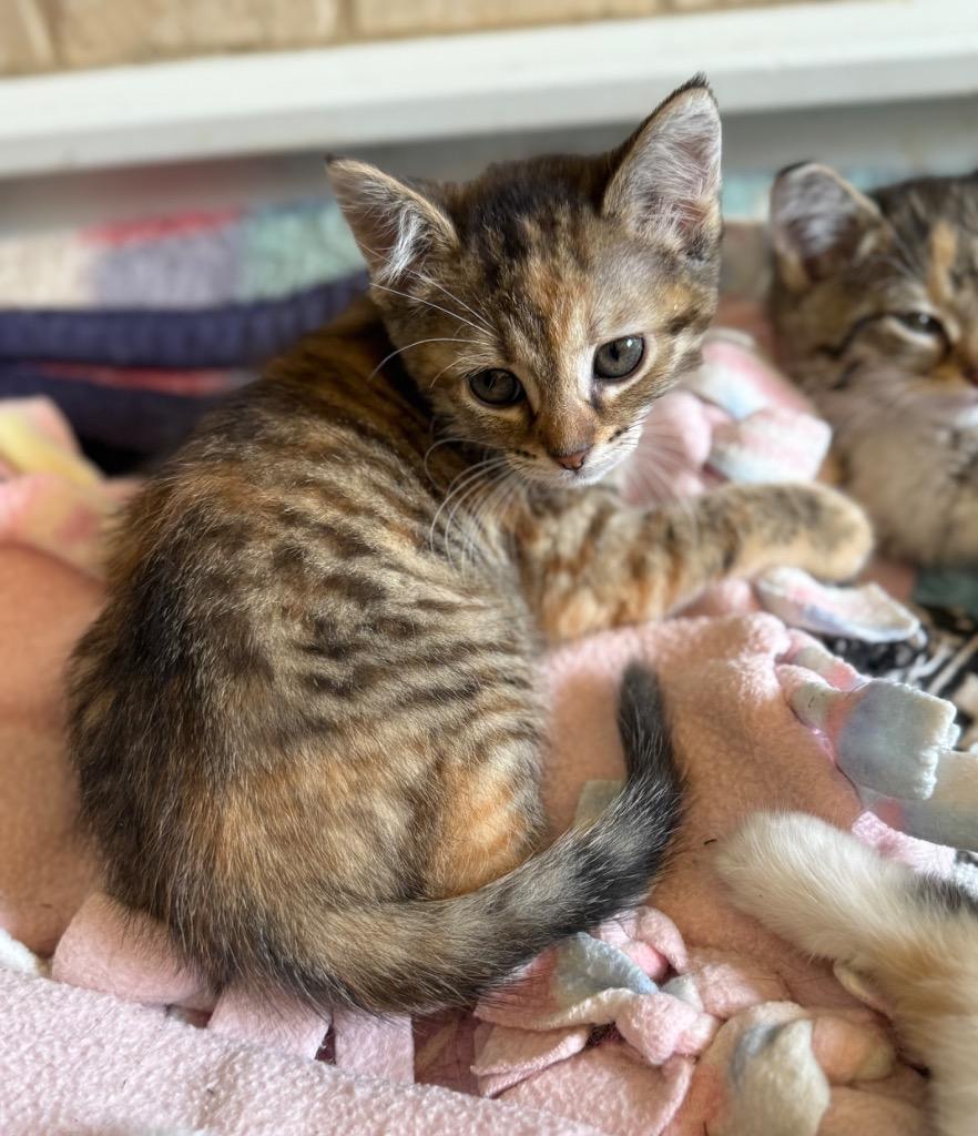 Enlarge Misty, a Adoptable mixed breed in Newaygo, MI image 1/1