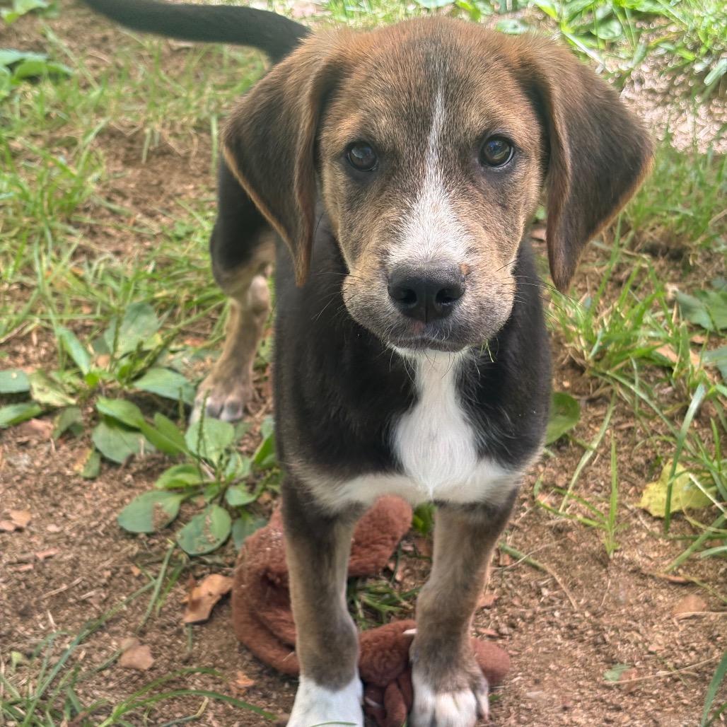 Salsa, Adoptable, Puppy Male Bluetick Coonhound & Mixed Breed.