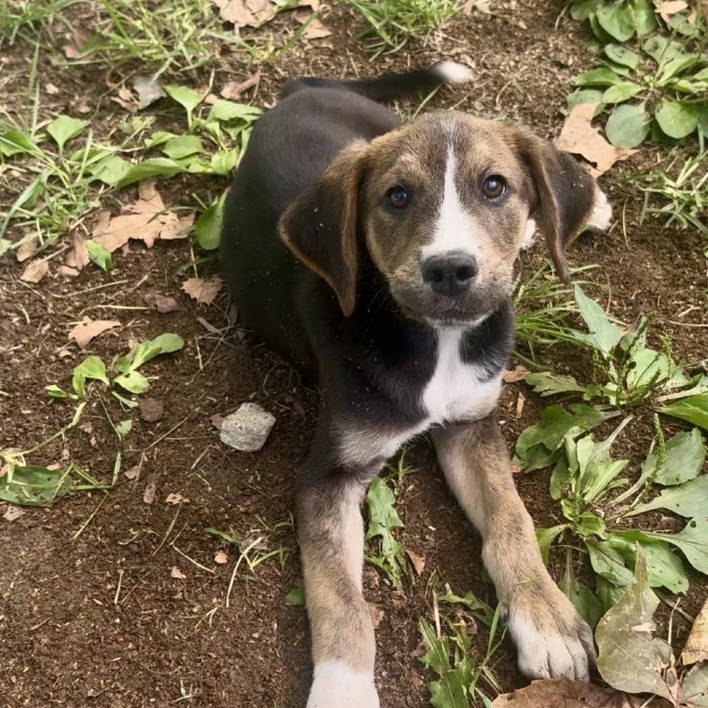 Enlarge Salsa, a Adoptable mixed breed in Fairmont, WV image 2/2