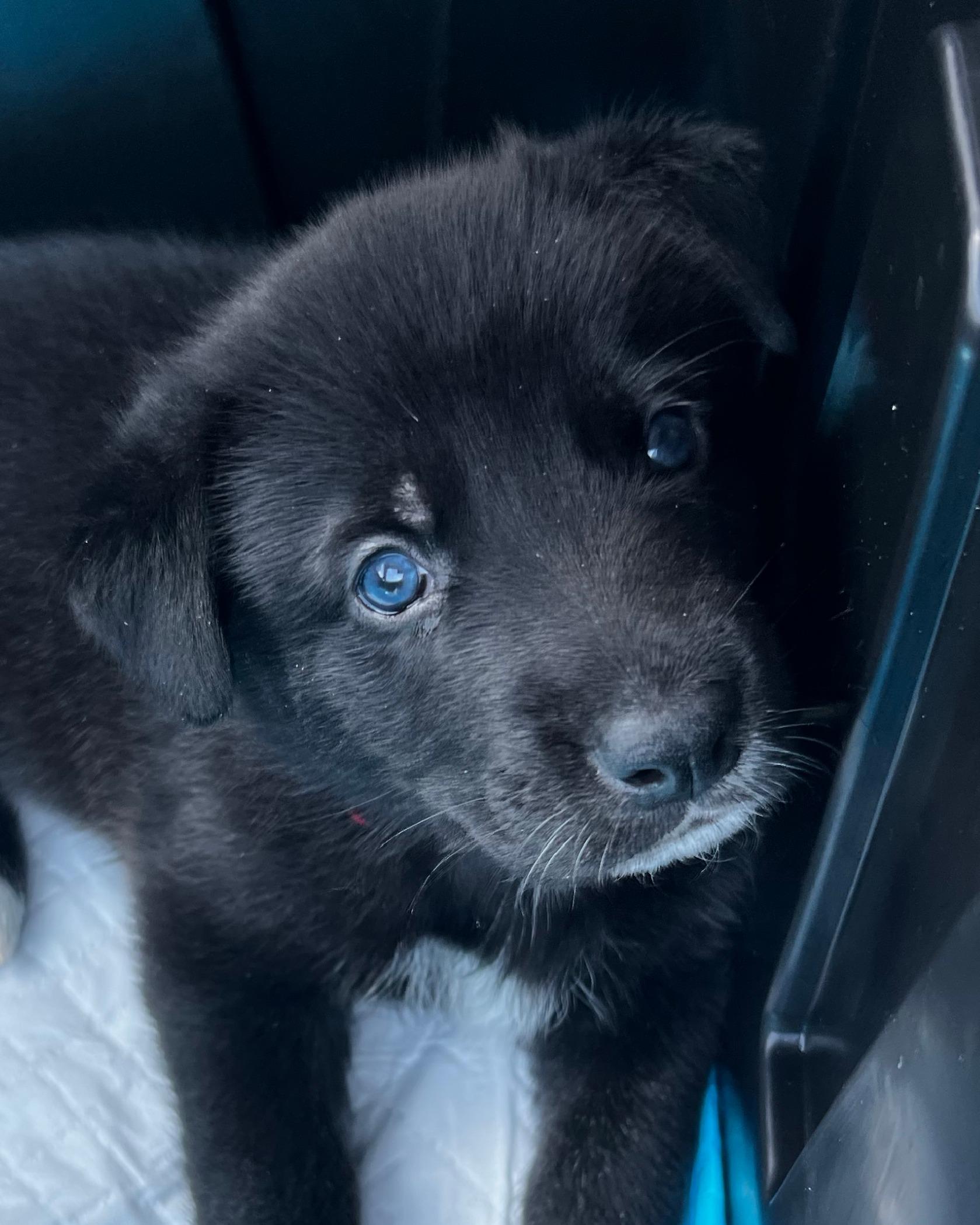Enlarge Winston, a Adoptable mixed breed in Burleson, TX image 3/4