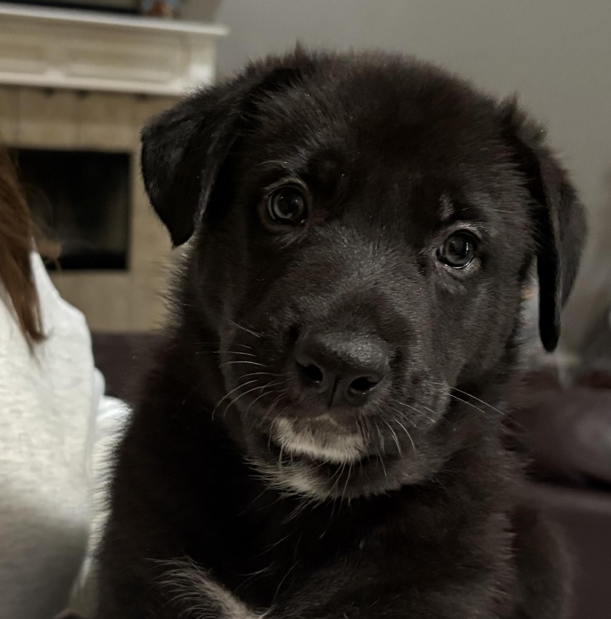 Winston, Adoptable, Puppy Male German Shepherd Dog & Border Collie.
