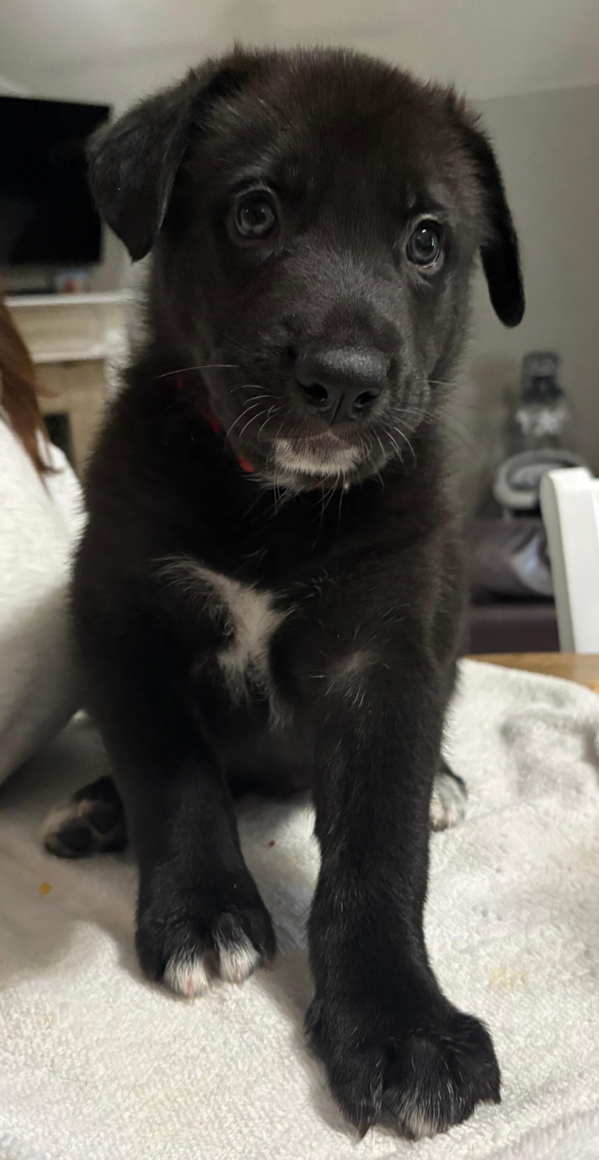 Enlarge Winston, a Adoptable mixed breed in Burleson, TX image 2/4