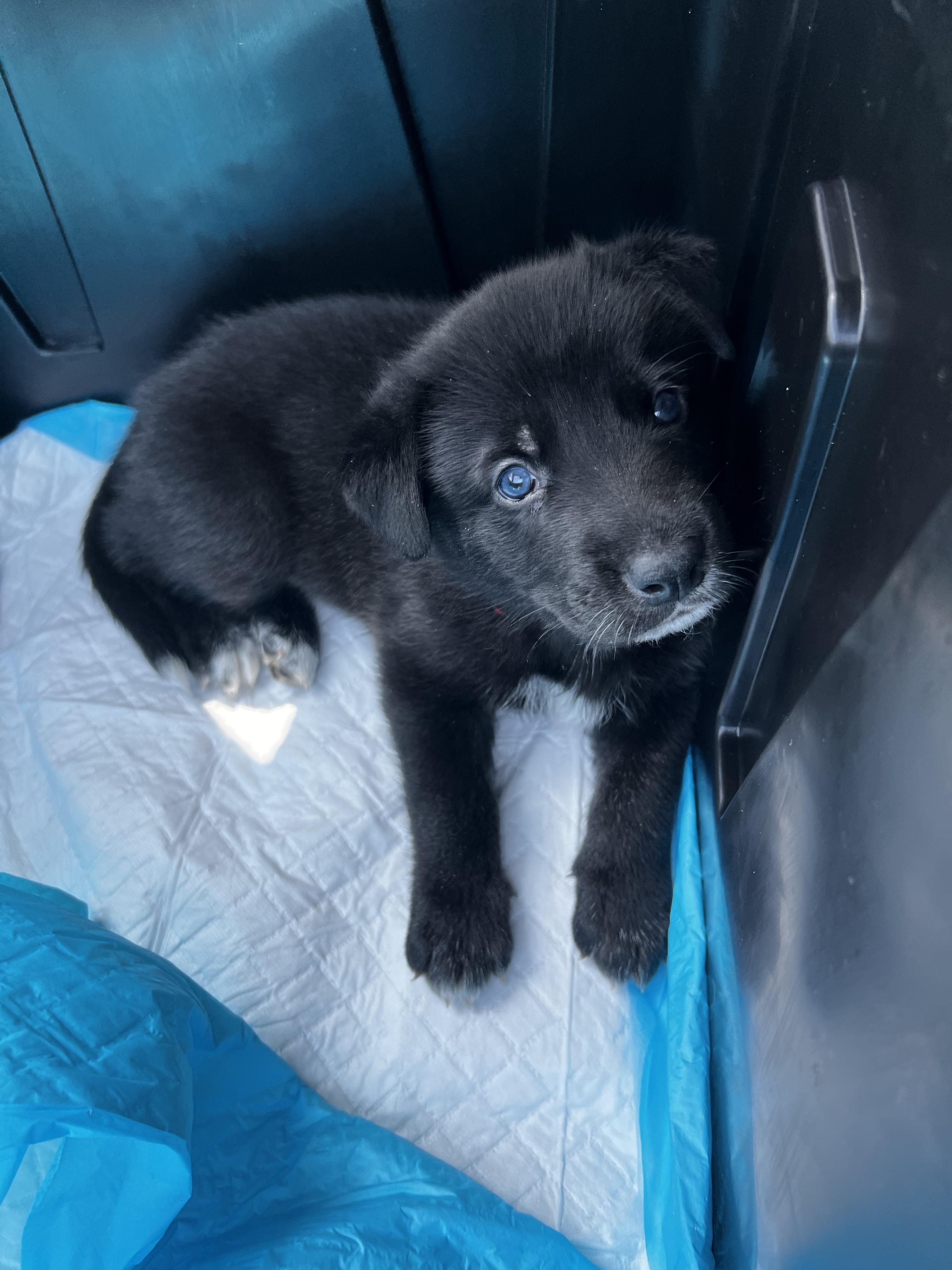 Enlarge Winston, a Adoptable mixed breed in Burleson, TX image 4/4