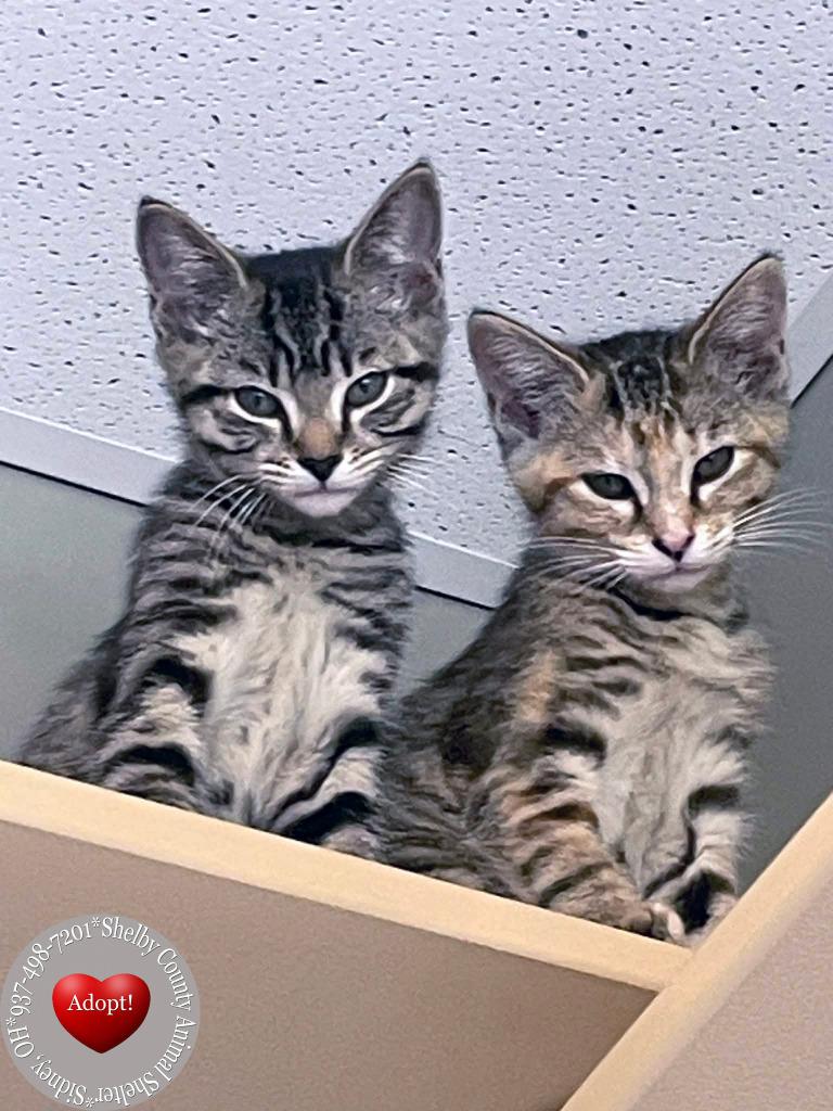 Firecracker, Adoptable, Kitten Female Domestic Short Hair.
