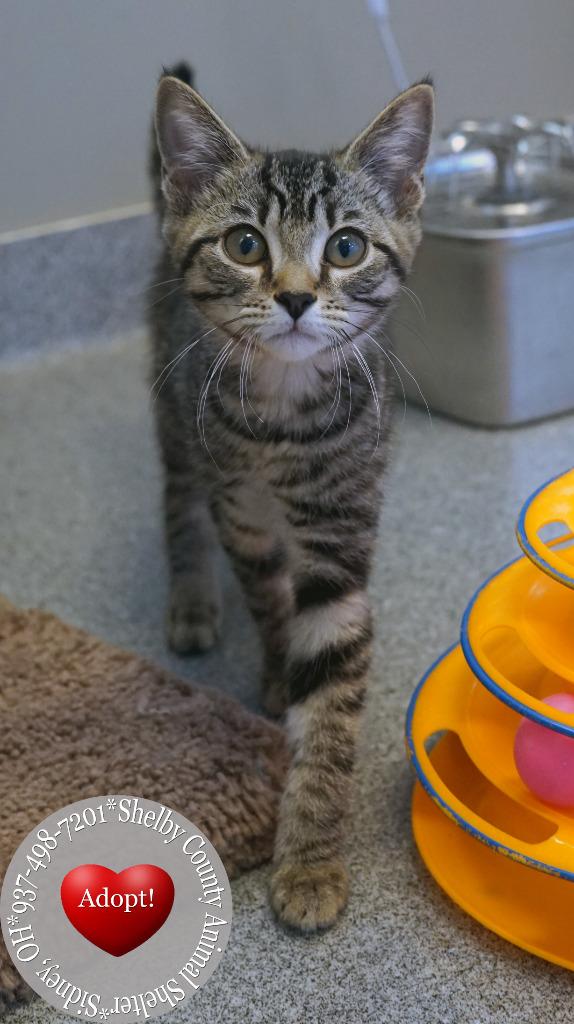 Firecracker, a Adoptable mixed breed in Sidney, OH image 2/6