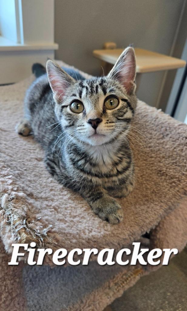 Firecracker, a Adoptable mixed breed in Sidney, OH image 3/6