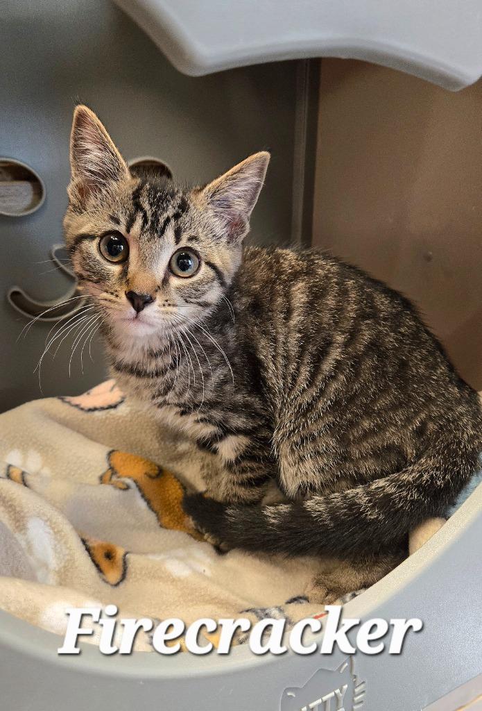 Firecracker, a Adoptable mixed breed in Sidney, OH image 4/6