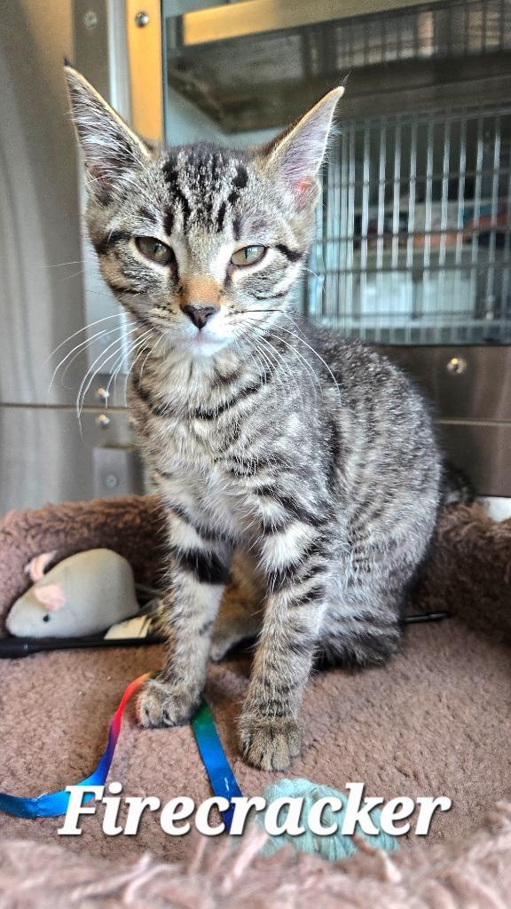 Firecracker, a Adoptable mixed breed in Sidney, OH image 5/6