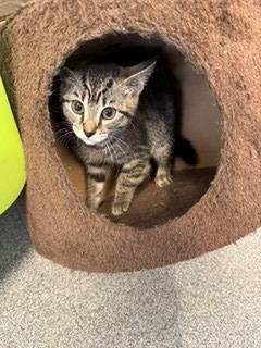 Firecracker, a Adoptable mixed breed in Sidney, OH image 6/6
