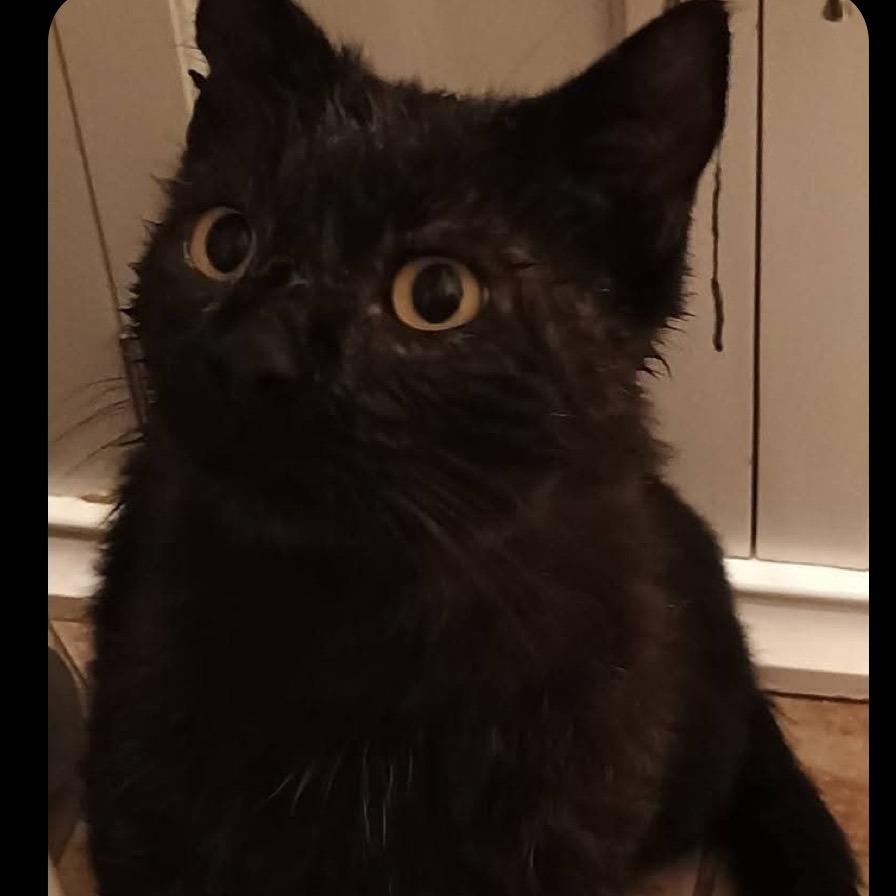 White-Out, Adoptable, Adult Male Domestic Short Hair.