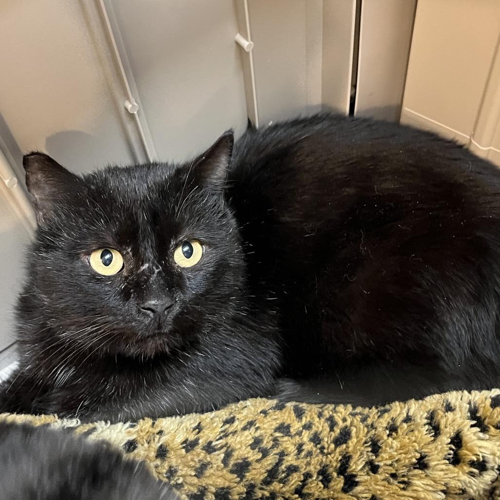 White-Out, Adoptable, Adult Male Domestic Short Hair.