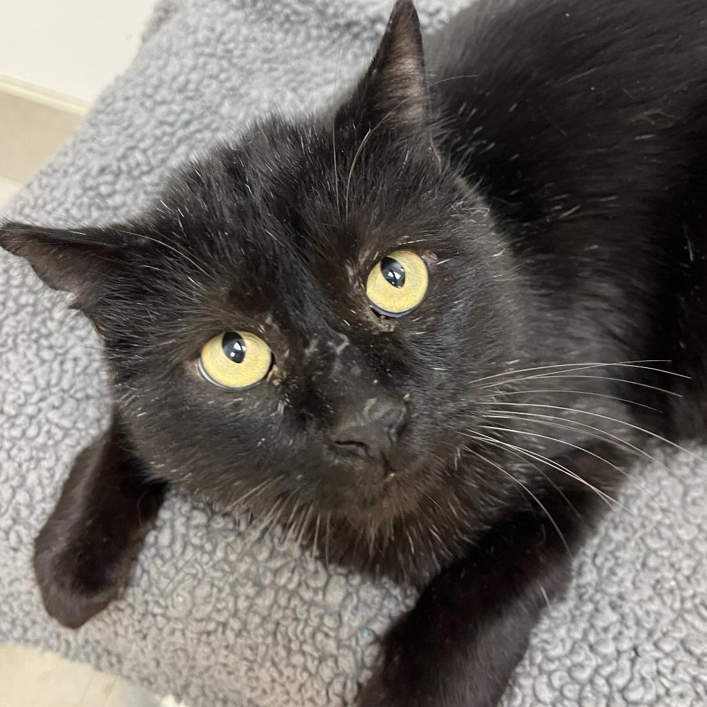 Enlarge White-Out, a Adoptable Domestic Short Hair in Las Vegas, NV image 2/5