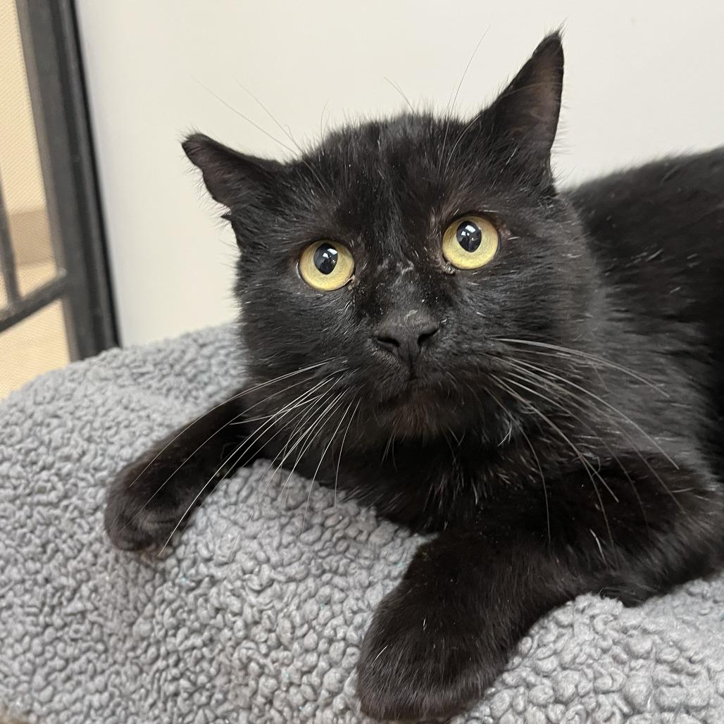 Enlarge White-Out, a Adoptable Domestic Short Hair in Las Vegas, NV image 3/5