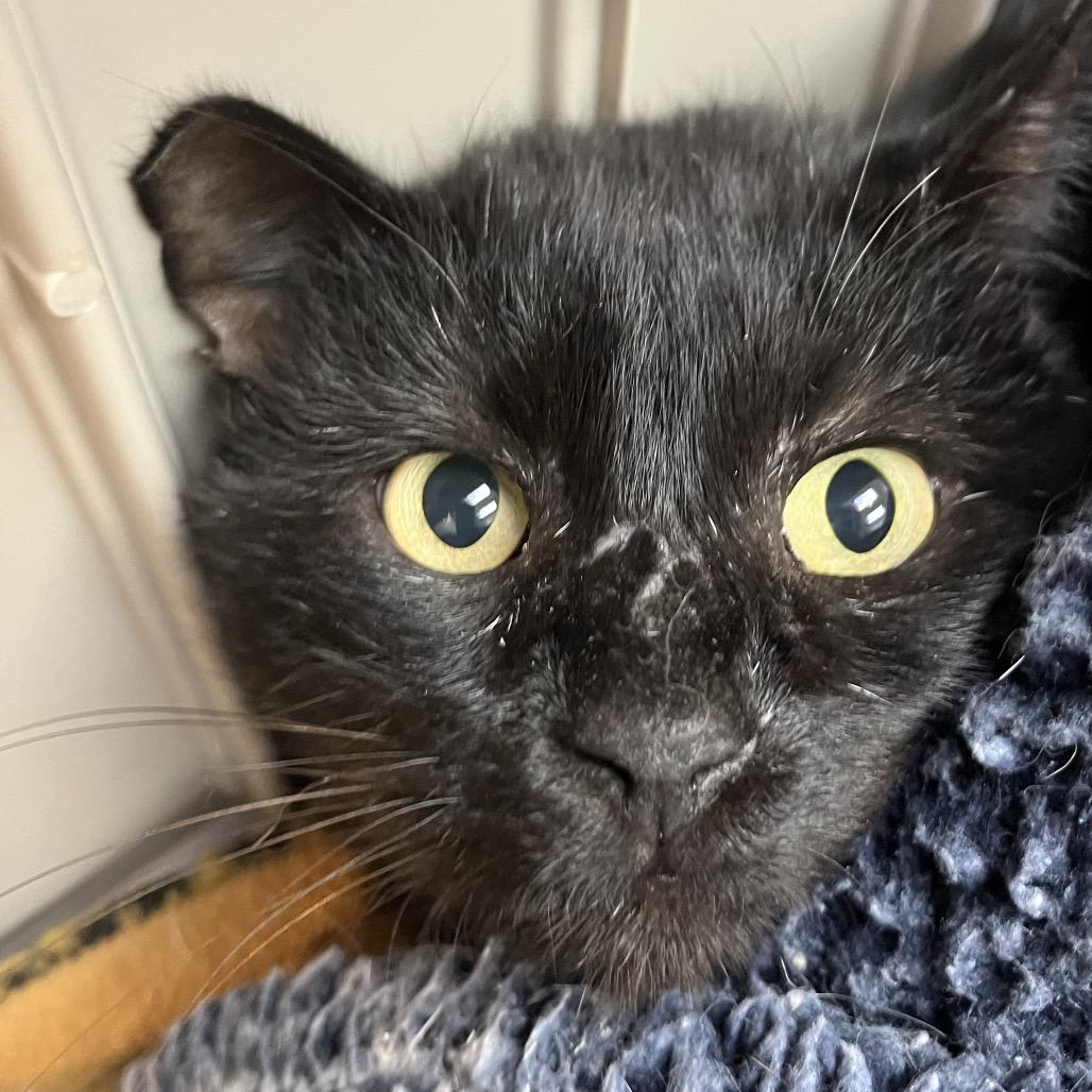 Enlarge White-Out, a Adoptable Domestic Short Hair in Las Vegas, NV image 4/5