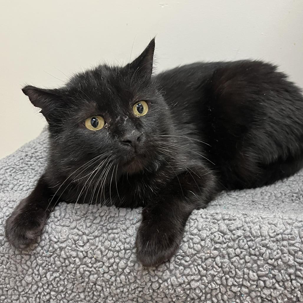 Enlarge White-Out, a Adoptable Domestic Short Hair in Las Vegas, NV image 5/5