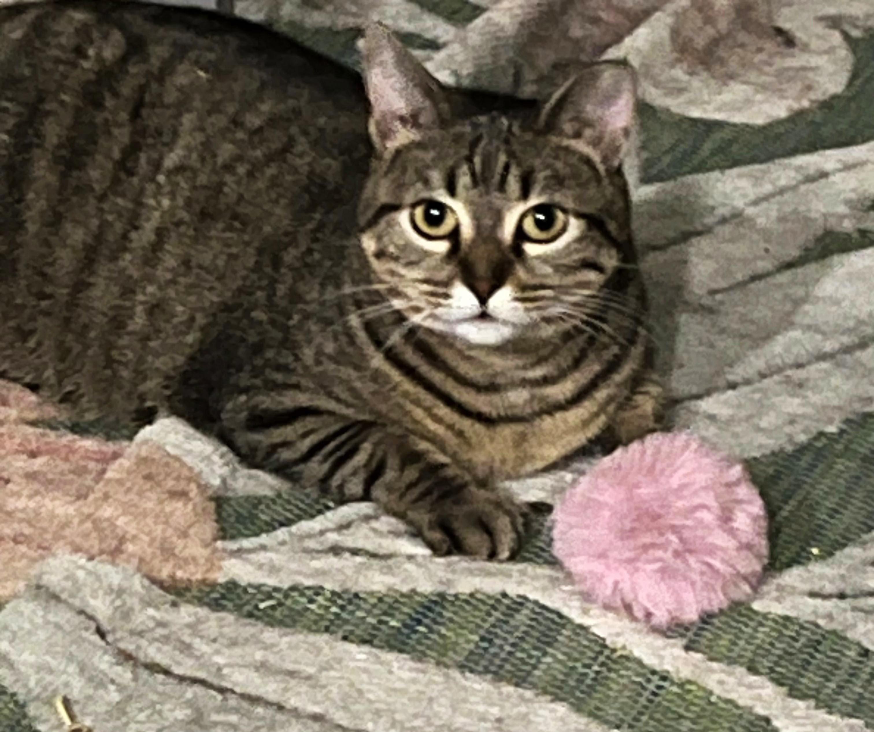 Enlarge Zena, an adoptable Tabby in College Station, TX image 5/6