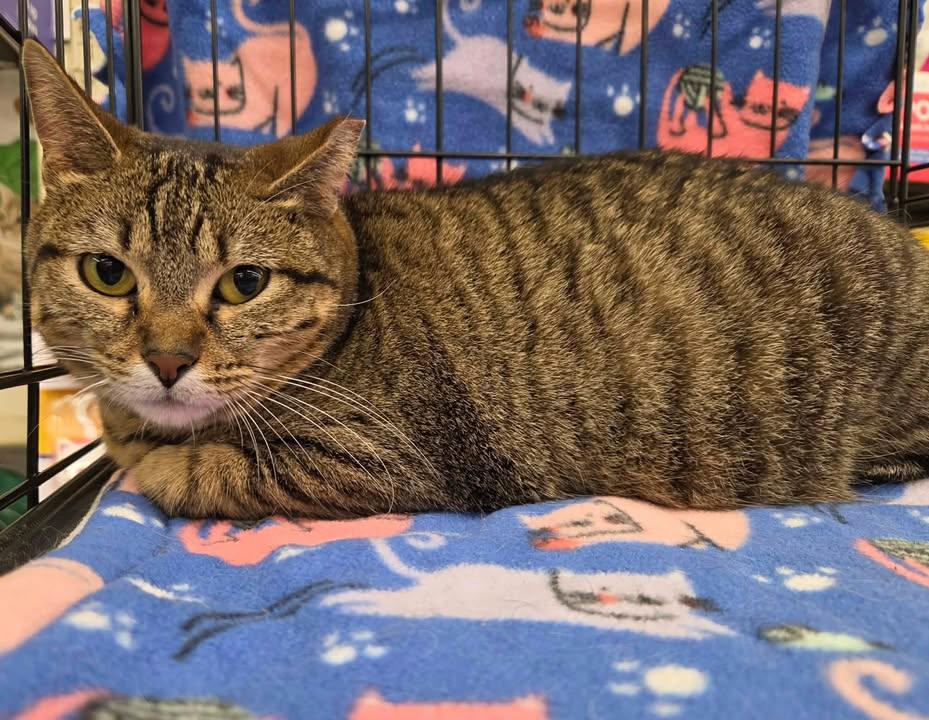 Zena, adoptable, Young Female Tabby.