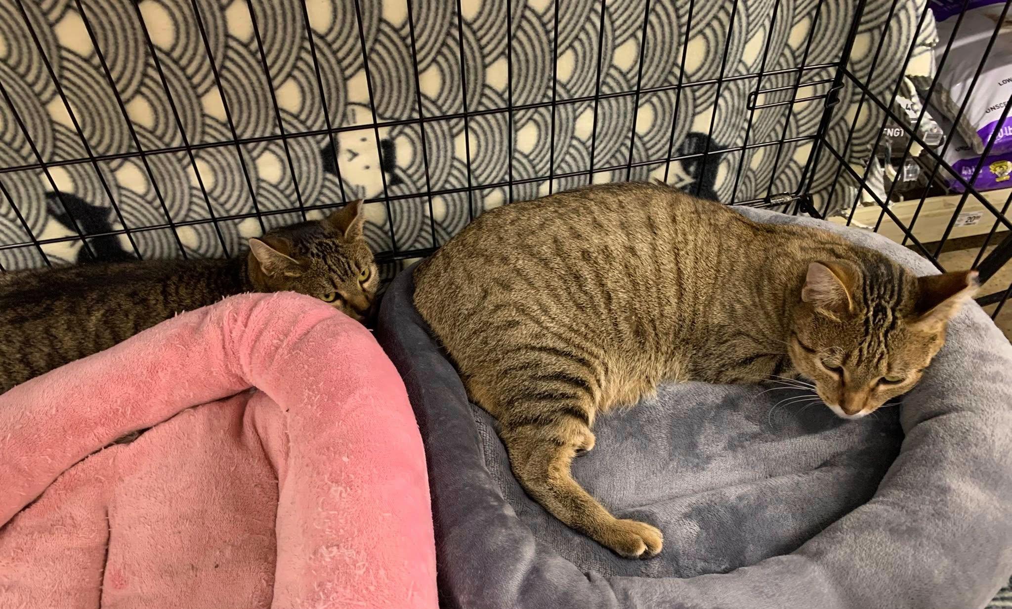 Zena, ADOPTABLE, Young Female Tabby.