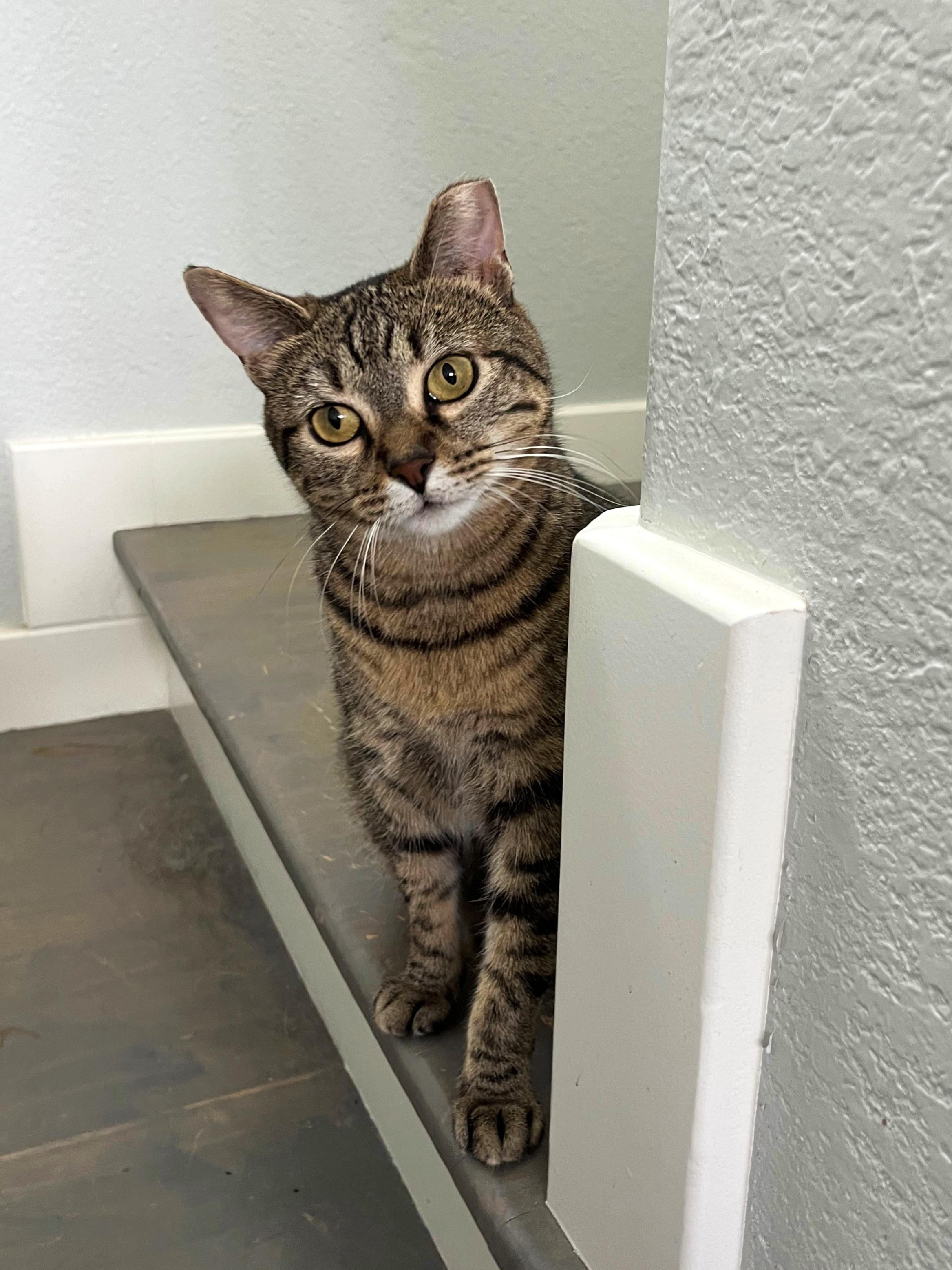 Enlarge Zena, an adoptable Tabby in College Station, TX image 1/6