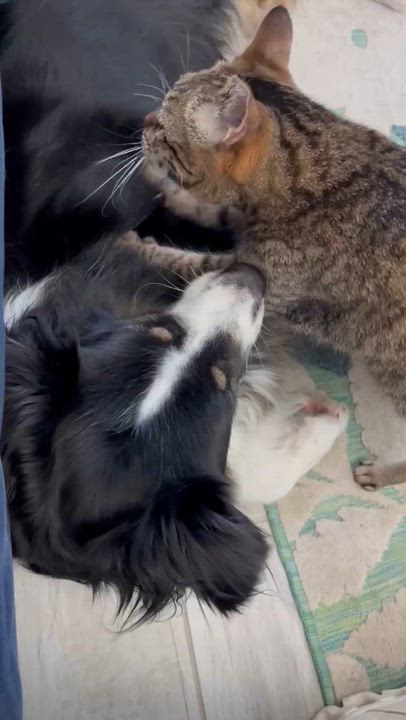 Enlarge Zena, an adoptable Tabby in College Station, TX video 4/6