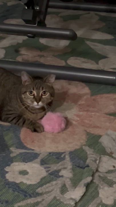 Enlarge Zena, an adoptable Tabby in College Station, TX video 6/6