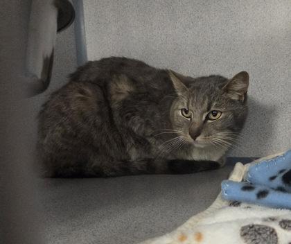 Enlarge Indigo, a ADOPTABLE mixed breed in Canon City, CO image 1/1