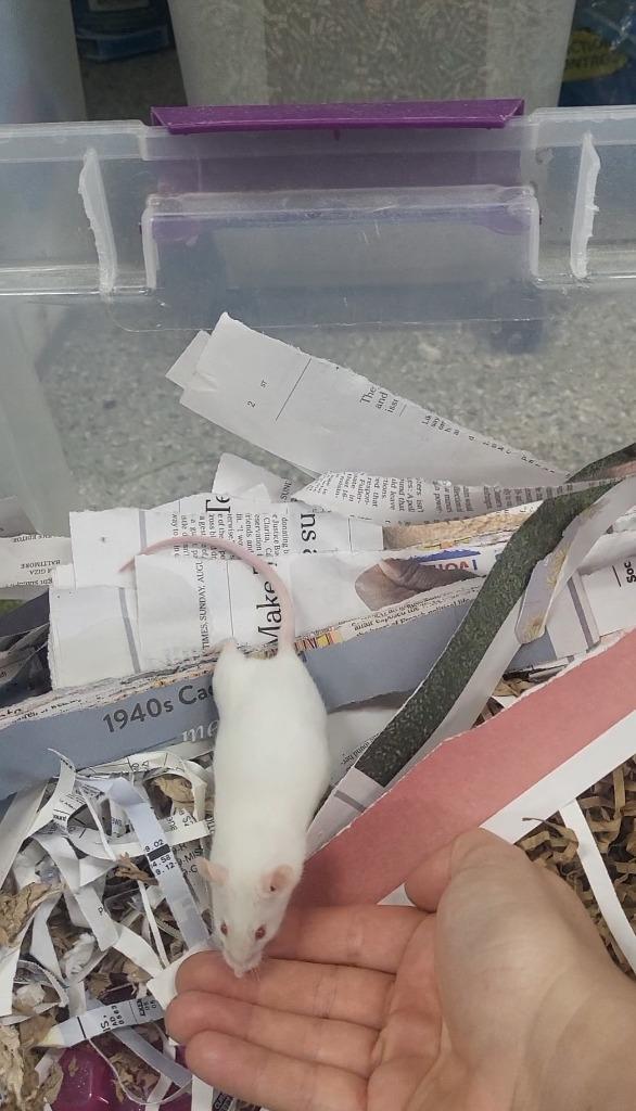 Enlarge Pierre, a Adoptable Mouse in CRYSTAL LAKE, IL image 1/1