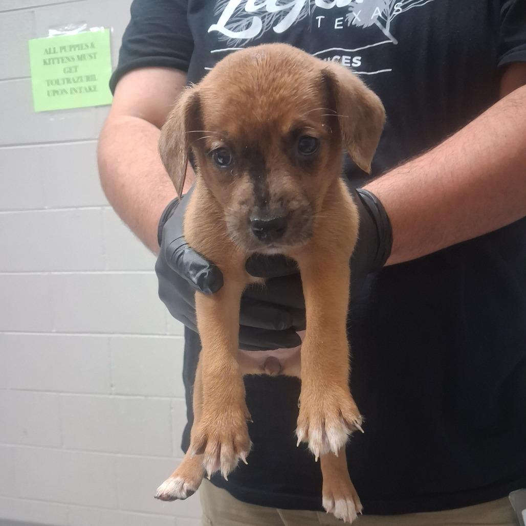 Misty, Adoptable, Puppy Female Mixed Breed.