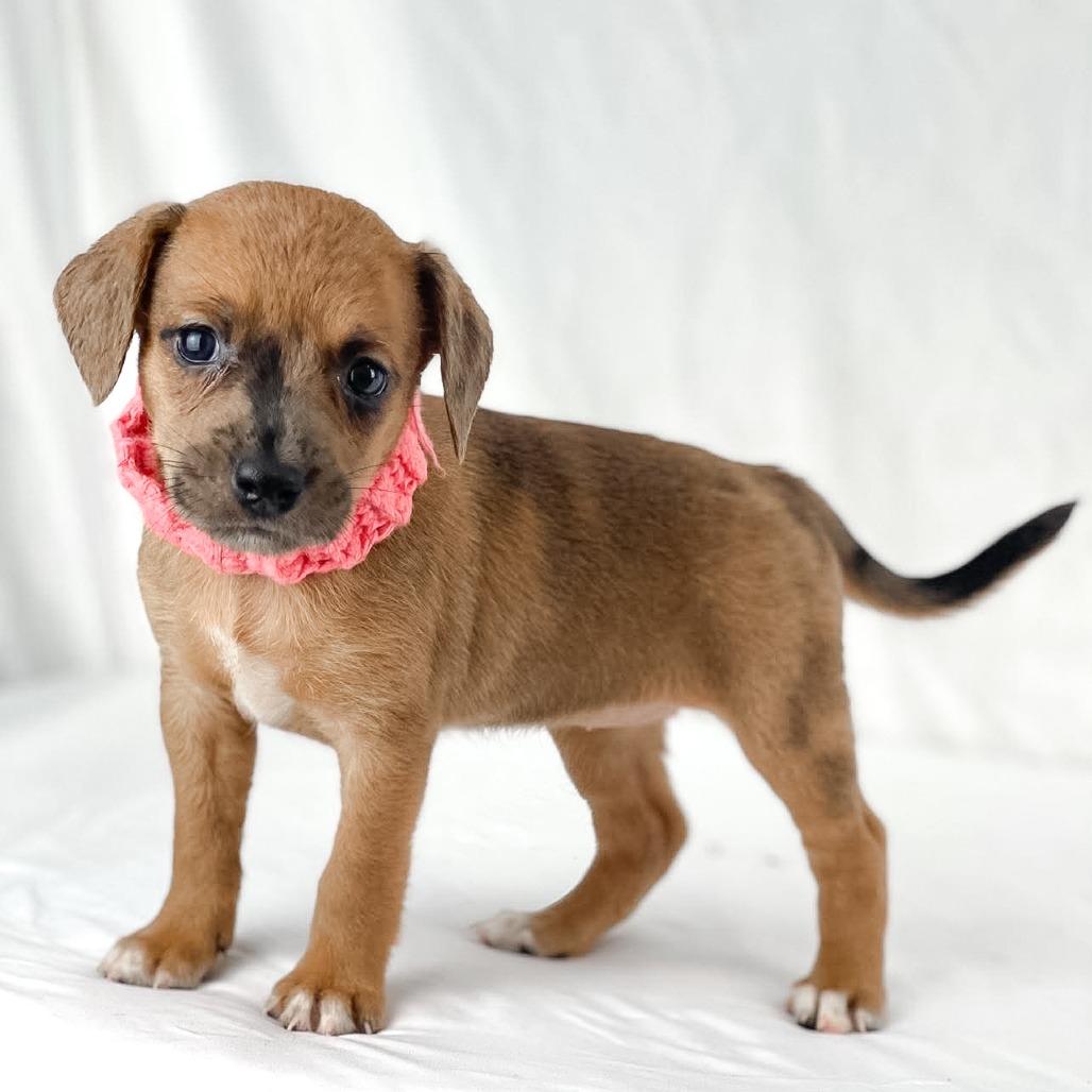 Enlarge Misty, a Adoptable Mixed Breed in Lufkin, TX image 2/2