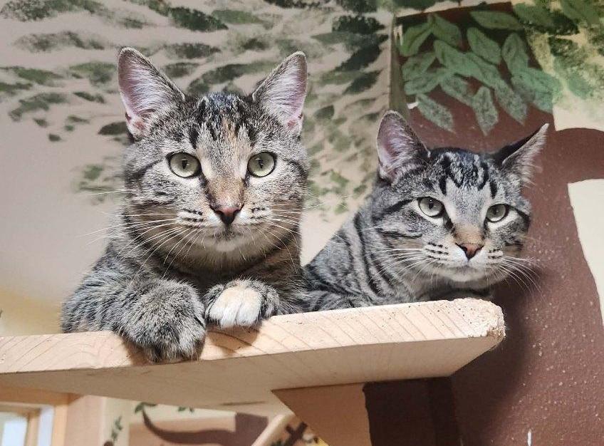 Pia, adopted, Young Female Domestic Short Hair.