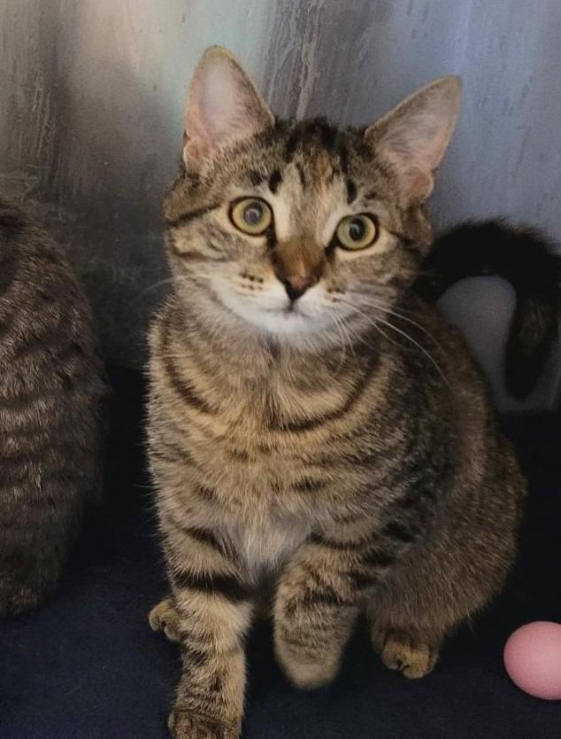 Enlarge Pia, an adopted Domestic Short Hair in Tomah, WI image 3/4