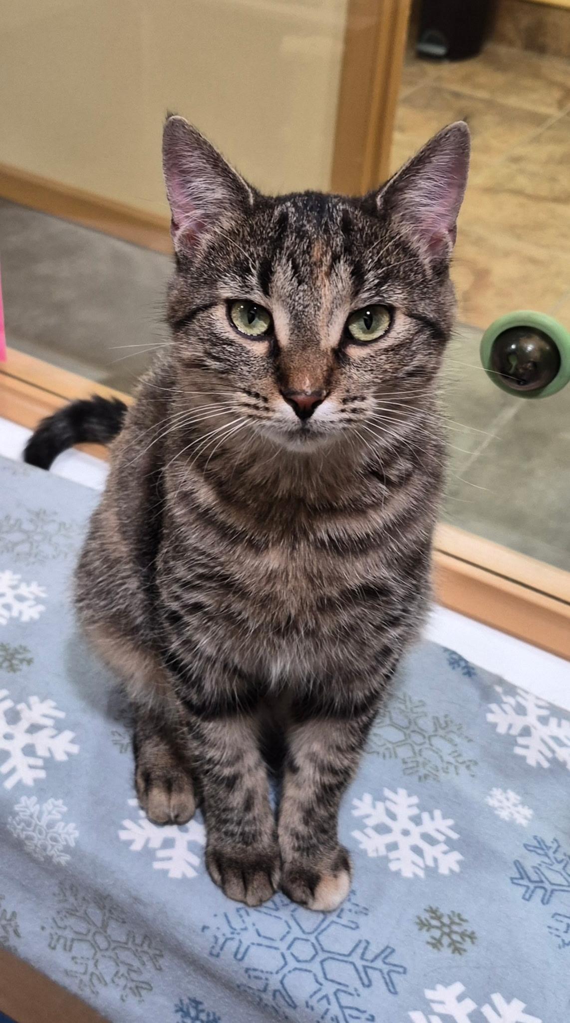 Enlarge Pia, an adopted Domestic Short Hair in Tomah, WI image 2/4