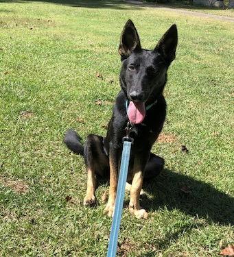 Misty, Adopted, Young Female German Shepherd Dog.