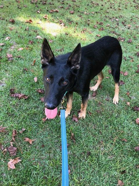 Enlarge Misty, a Adopted German Shepherd Dog in Rocky Point, NC image 3/3