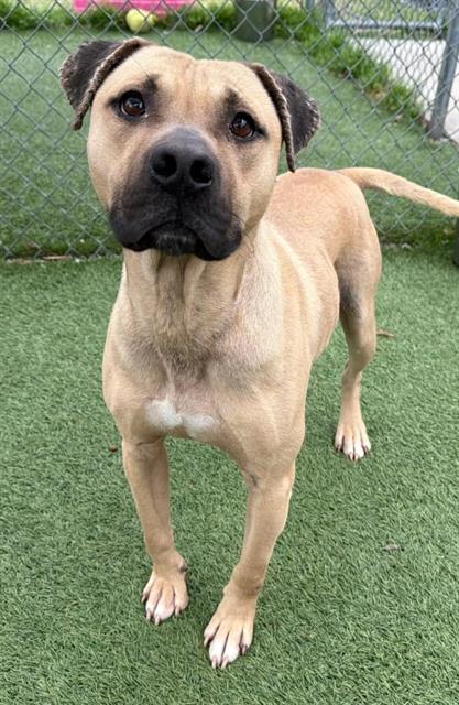 Enlarge HEARTBREAKER, a Adoptable Mixed Breed in Columbia, SC image 1/1
