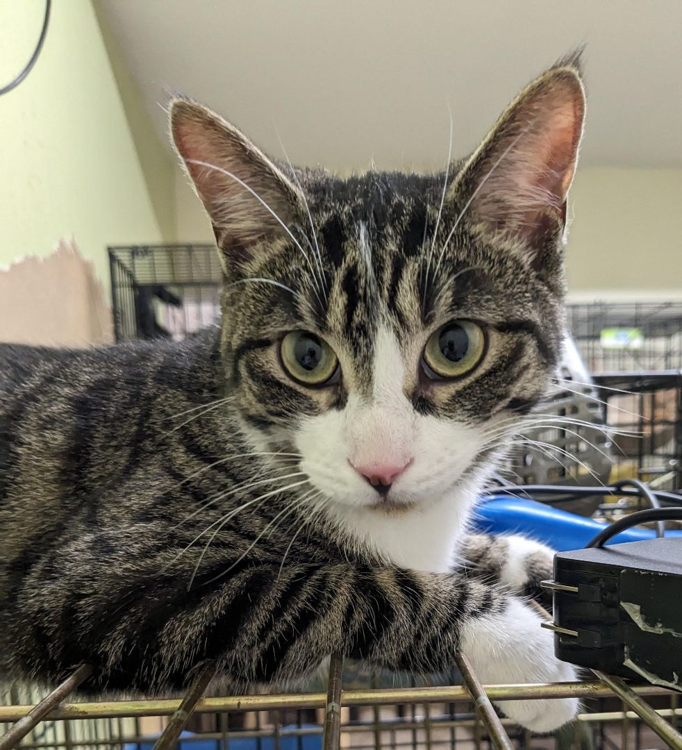 Enlarge Jr Chicken, a Adoptable Domestic Short Hair in St Catharines, ON image 8/12