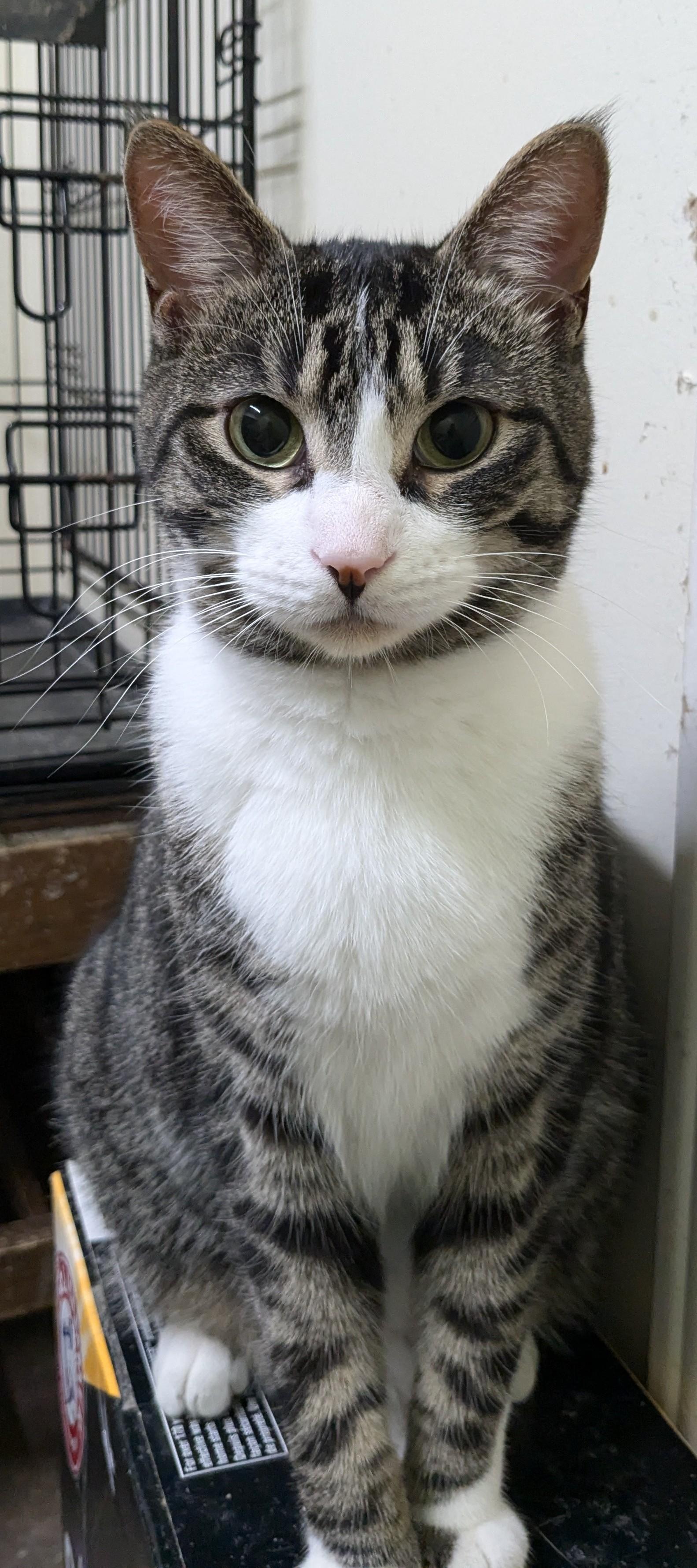 Enlarge Jr Chicken, a Adoptable Domestic Short Hair in St Catharines, ON image 12/12