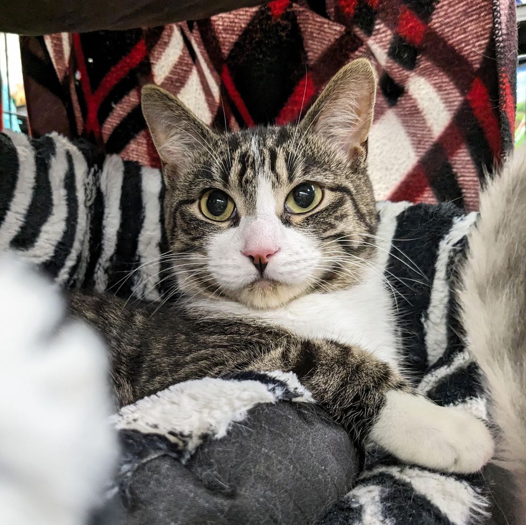 Enlarge Jr Chicken, a Adoptable Domestic Short Hair in St Catharines, ON image 9/12