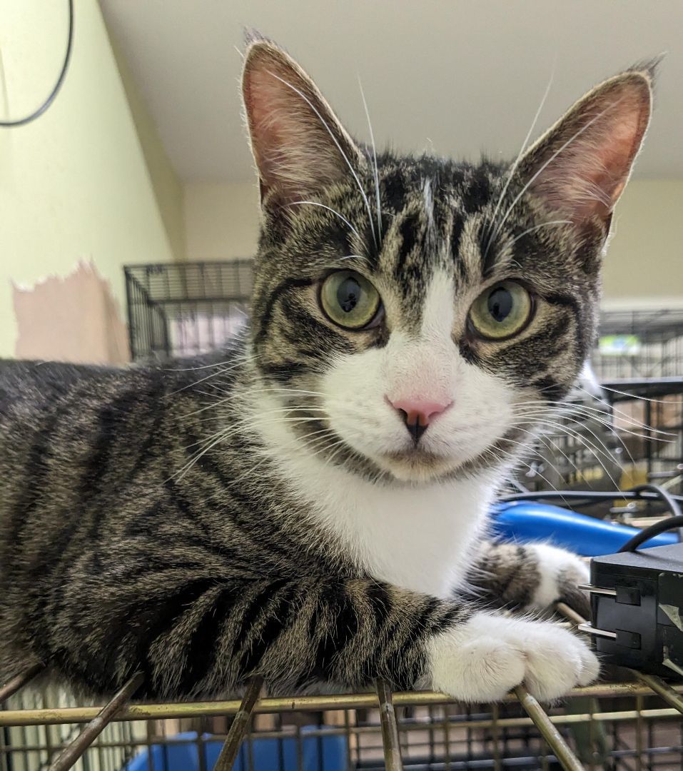 Jr Chicken, Adoptable, Adult Male Domestic Short Hair.