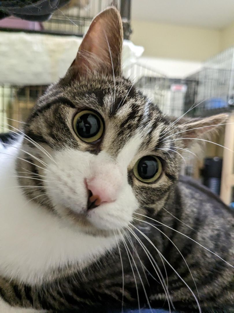 Enlarge Jr Chicken, a Adoptable Domestic Short Hair in St Catharines, ON image 10/12