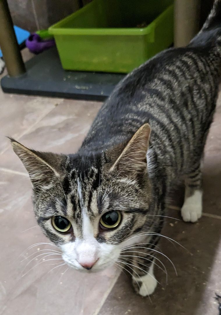 Enlarge Jr Chicken, a Adoptable Domestic Short Hair in St Catharines, ON image 11/12