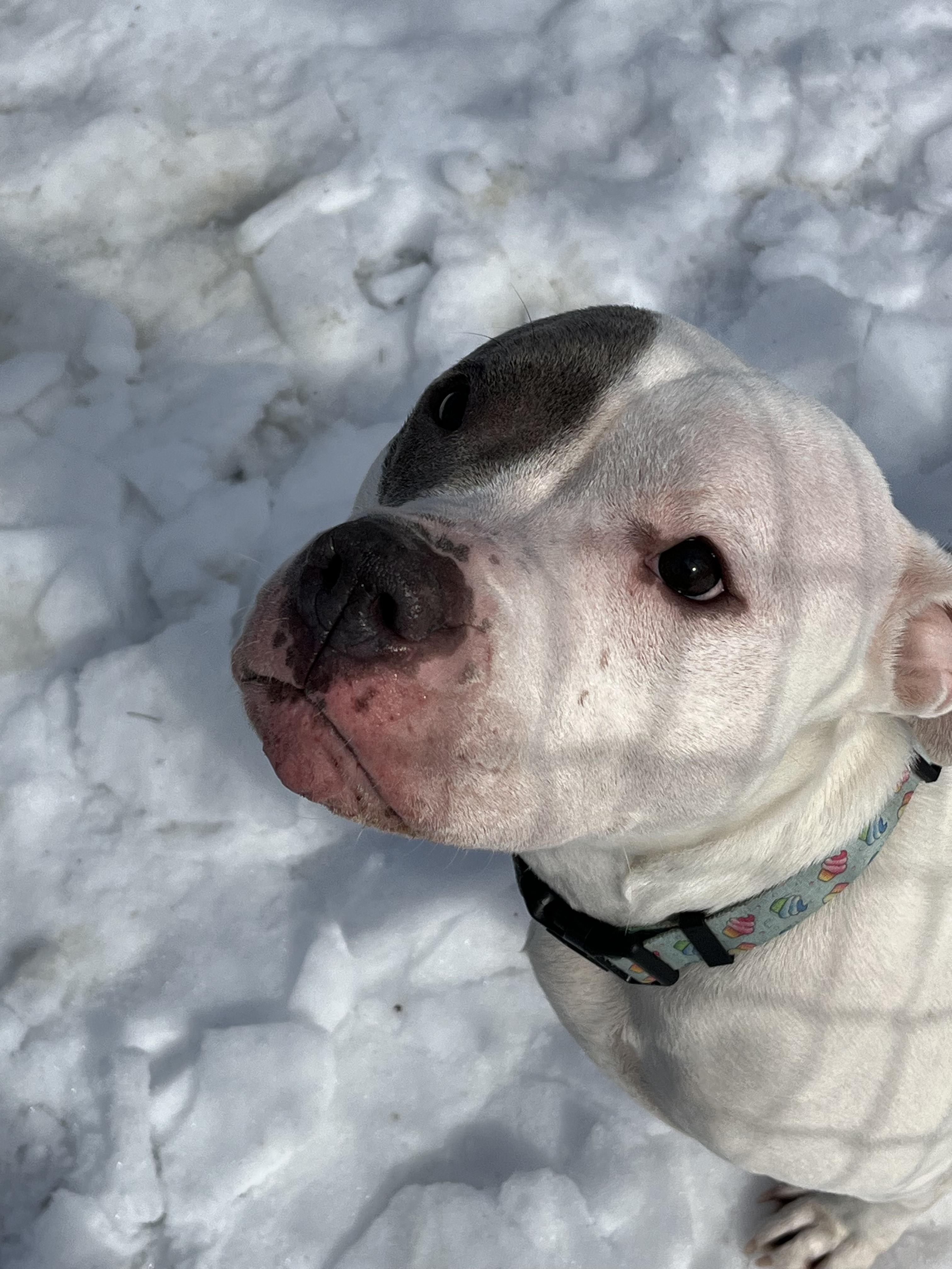 Enlarge Hope, a Adopted American Bulldog in North Grosvenordale, CT image 3/5
